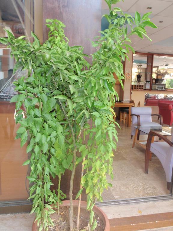 Aloe Apart Hotel Мармарис Екстер'єр фото